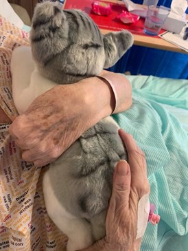 Patient with toy cat. Image shows elderly person's hands cuddling a grey tabby toy cat. The patient is in a hospital bed.